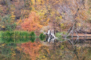 Nehir kıyısında sakin su yüzeyine yansıyan canlı rengarenk sonbahar doğası.