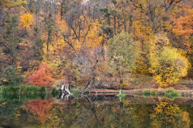 Nehir kıyısında sakin su yüzeyine yansıyan canlı rengarenk sonbahar doğası.