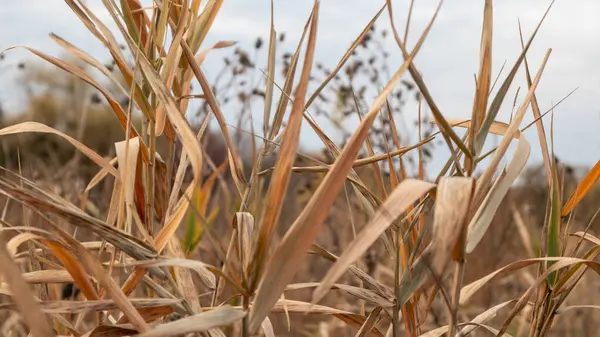 stock image Dry autumn reeds grass with sharp leaves close-up on grey sky