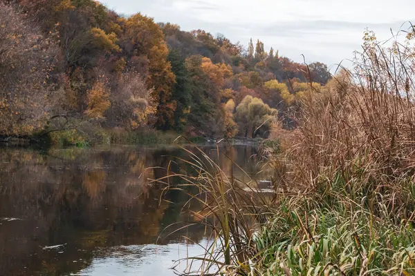 stock image Autumn River with Reeds Grass and Golden Trees Reflections. Autumnal Ukraine