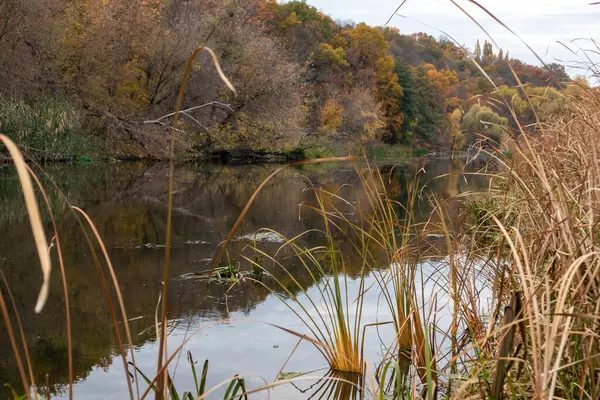 stock image Autumn riverside with reeds grass and golden trees reflections. Autumnal river scenery in Ukraine