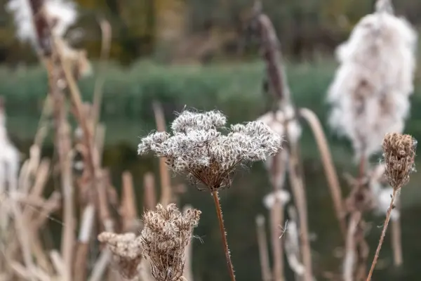 stock image Autumn dry grass with seeds flower head close-up on riverside