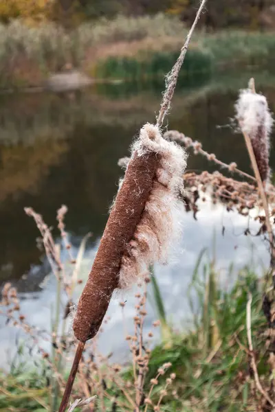 stock image Autumn reeds cattail fluff cotton close-up on riverside with reflections on water