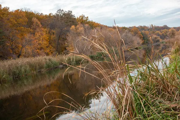 stock image Golden trees and dry reeds growing on autumn shore of scenic river in Ukraine