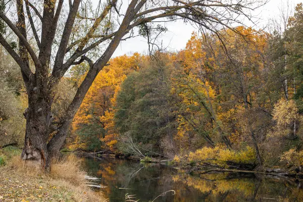 stock image Autumnal scene on Siverskyi Donets River in Ukraine, with golden trees and reflections