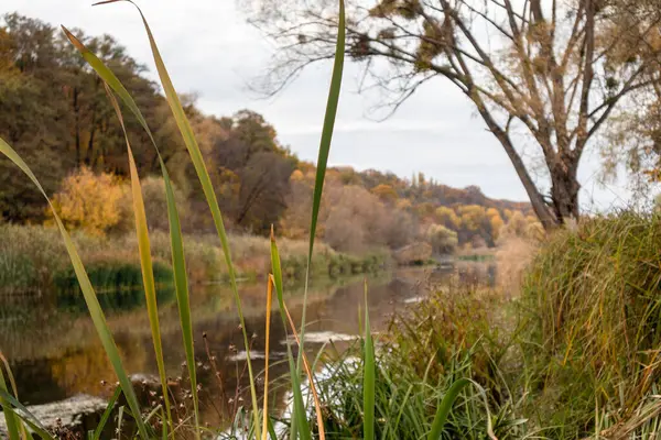 stock image Riverside with green grass close-up and golden trees and reflections in calm waters