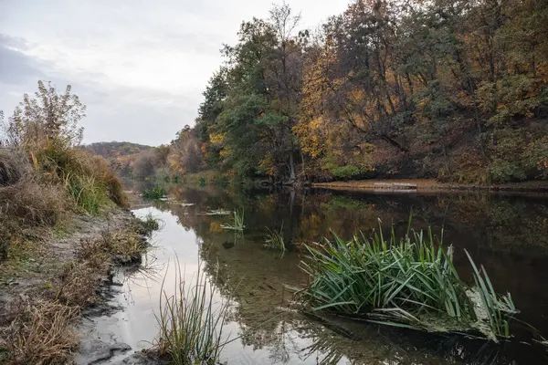 stock image Wild nature river scenery with forest and reeds green grass growing on riverbanks