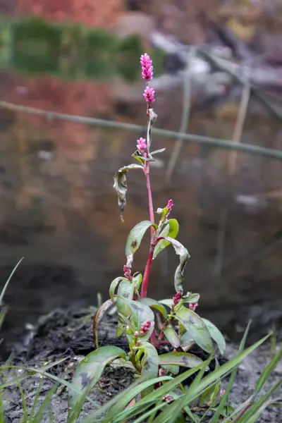 stock image Close-up of delicate pink water smartweed flowers on autumn riverside