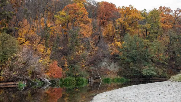 stock image Autumnal vibrant trees on sandy river shore with calm water