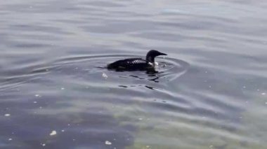 Sabah deniz suyunda yüzen martılar doğal yaşam alanlarını ve huzurlu atmosferlerini vurguluyor.