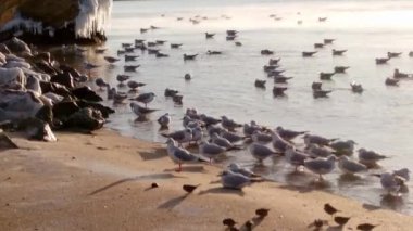 Martılar sabah güneşinin tadını çıkarıyorlar kumlu sahilde, sahil doğasını izliyorlar.