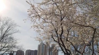 Şehir parkında çiçek açan kiraz ağacı. Bahar temalı projeler için mükemmel.