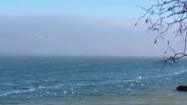 Bulutlarda uçan martı kuşlarıyla dolu fırtınalı, güneşli, mavi deniz manzarası. Su yüzeyinin üstünde sis var.