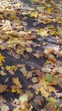 Sarı yapraklarla kaplı sonbahar ormanı yolu rüzgarda uçuyor. Yakından bak, ileri doğru yürü.