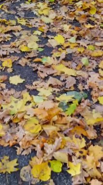 Sarı yapraklarla kaplı sonbahar ormanı yolu rüzgarda uçuyor. Yakından bak, geriye doğru hareket et.