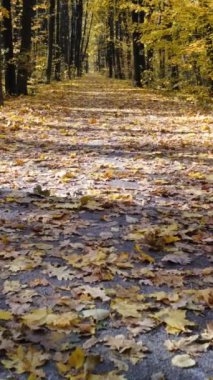 Güneşli bir sonbahar ormanı geçidi manzarası var, ekim ayında yürüyüş manzarası var.
