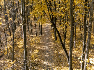 Altın sonbahar ormanı, güneşli bir günde uzun renkli ağaçların içinde yürüyüş yoluna bak.