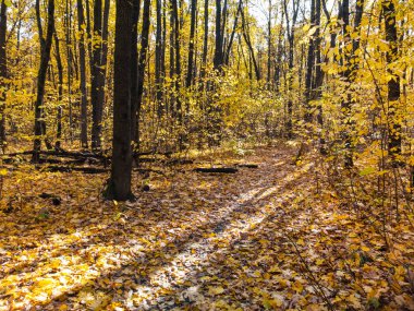 Güneşli bir günde düşen yapraklarla kaplı güneşli yürüyüş yolu olan sonbahar ormanı.