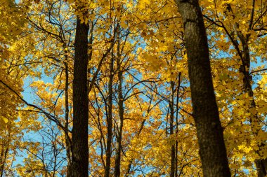 Akçaağaç ağaçlarında sonbahar sarısı yapraklar ormandaki dallar mavi güneşli gökyüzüne bakıyor.