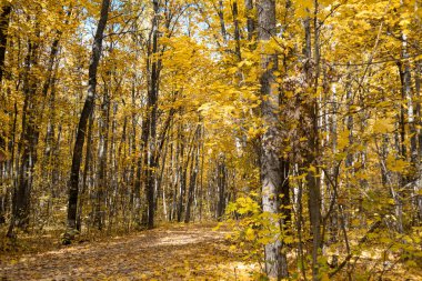 Sonbahar altın akçaağaç ormanı. Güneşli bir günde düşen yapraklarla kaplı yürüyüş yolu.