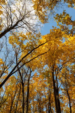 Sonbahar altın dalları ağaçların arasından yukarı, mavi güneşli gökyüzüne, bulutların arkasına bakar.