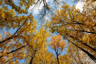 Sonbahar ormanı, mavi, güneşli arka planda sarı renkli ağaçlara bakar.