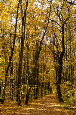Güneşli bir günde düşen yapraklarla kaplı yürüyüş yolu ile sonbahar uzun ağaçlar ormanı