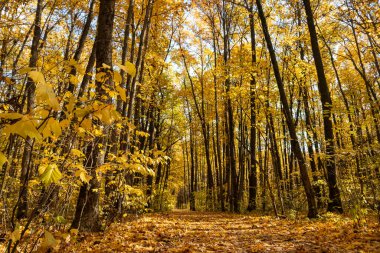 Sonbahar canlısı orman alçak açı sahnesi güneşli yürüyüş yolunda uzun ağaçlarda yapraklarla kaplı