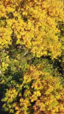 Gökyüzü yayı altın sonbahar ağaçları güneşli renkli parktaki manzara