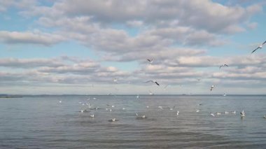 Bir grup martı denizin üzerinde uçuyor ve besleniyor manzaralı bulutlar ve sakin sularla