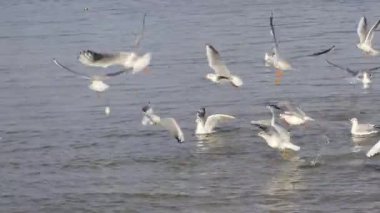 Martı kuşları, yumuşak dalgalar ve mavi yansımalarla sakin deniz suyuna yakın çekim yapıyorlar.