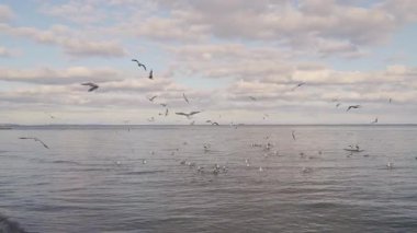 Sakin dalgalar ve bulutlu akşam gökyüzü ile manzaralı deniz manzarası üzerinde uçan martılar.