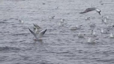 Martı kuşları gri dalgalı deniz yüzeyinde uçuyor.