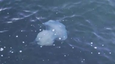 Karadeniz sularında sakince yüzen büyük fıçı denizanası.