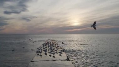 Bulutlu sabah gökyüzünün altında Martılarla dolu iskele