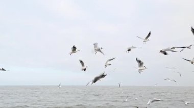Martı kuşları yavaş çekimde gri bulutlu deniz manzarası üzerinde uçuyor.