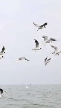 Martı kuşları bulutlu deniz manzarasının üzerinde uçuyor.