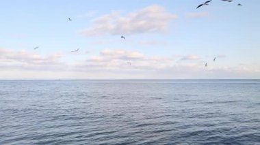 Manzaralı bulutlar ve sakin sularla denizin üzerinde uçan martılar.