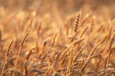 Olgun buğday kulakları altın güneş ışığında parlarken, odak bulanıklaşır.