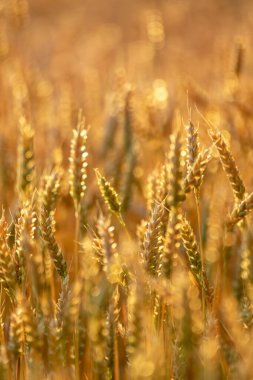 Buğday kulaklarının dikey yakın çekimi altın güneş ışığında parlarken arkasında bulanık bir alan var.