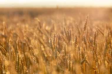 Buğday tarlasına yakın çekim altın tanecikler ve yumuşak bulanık arka planda sıcak güneş ışığı