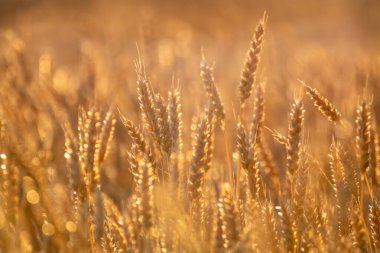 Olgun buğday kulakları altın güneş ışığında bulanık arka planda