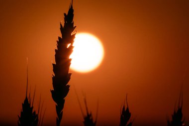 Yakın plan buğday kulağı, parlak günbatımı gökyüzü, kontrastlı aydınlatma.