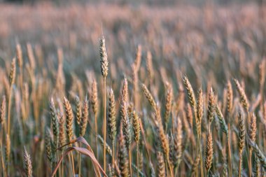 Güneşin doğuşunda buğday artışı, bulanık arkaplanlı sabah tarımı sahnesi