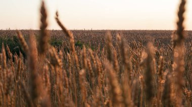 Buğday tarlası yumuşak, ılık sabah ışığında bulanık odaklı.