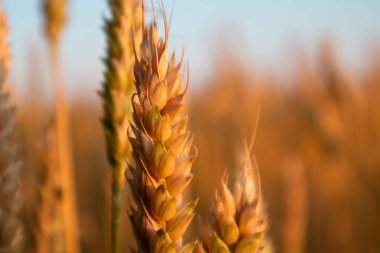 Güneşli bir yaz gününde tarlada yetişen buğday kulağı.