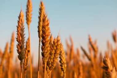 Buğday, yaz mevsiminde mavi gökyüzü arka planında büyüyen ılık sabah ışığında yakından yükselir.
