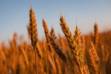 Buğday, yaz mevsiminde mavi gökyüzü arka planında büyüyen ılık sabah ışığında yakından yükselir.