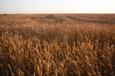Olgun buğday ürünleri ılık ışıkta, tarım arazisi manzarası berrak gökyüzü