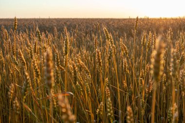 Yaz tarlalarında buğday sıcak bir sabah güneşi altında
